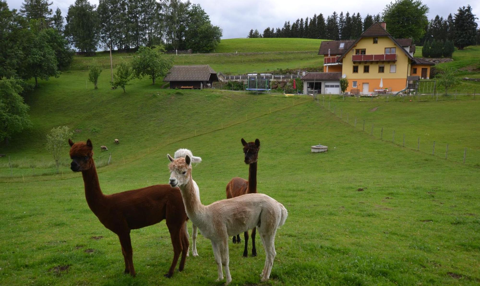 Biohof Kroisleitner Sankt Jakob im Walde Exteriér fotografie